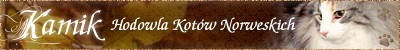 Kamik - hodowla Kotów Norweskich Leśnych