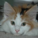 Jodi 